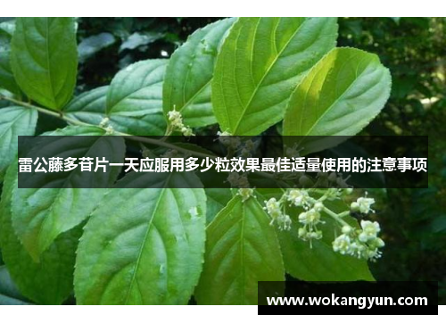 雷公藤多苷片一天应服用多少粒效果最佳适量使用的注意事项