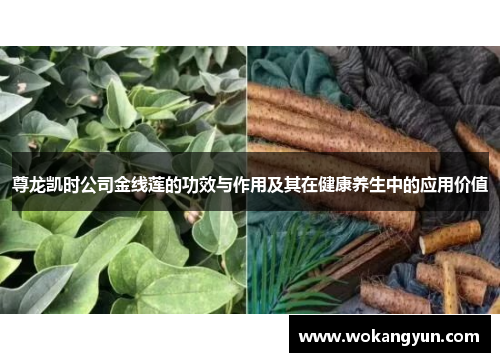 尊龙凯时公司金线莲的功效与作用及其在健康养生中的应用价值